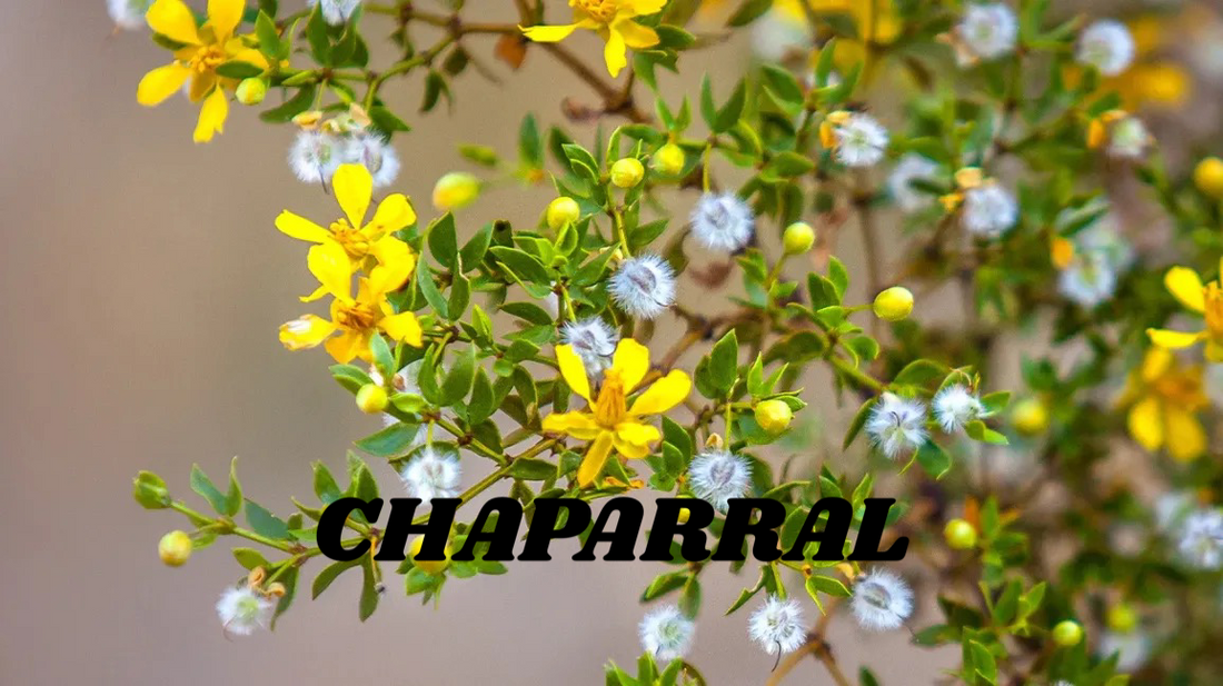 Chaparral