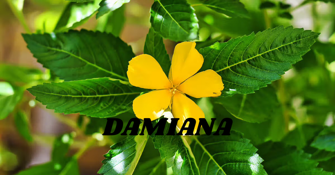 Damiana