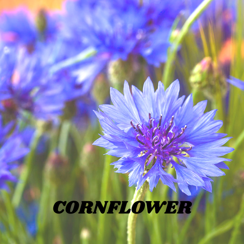 Cornflower
