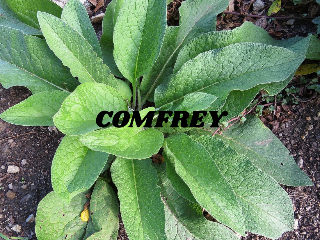 Comfrey