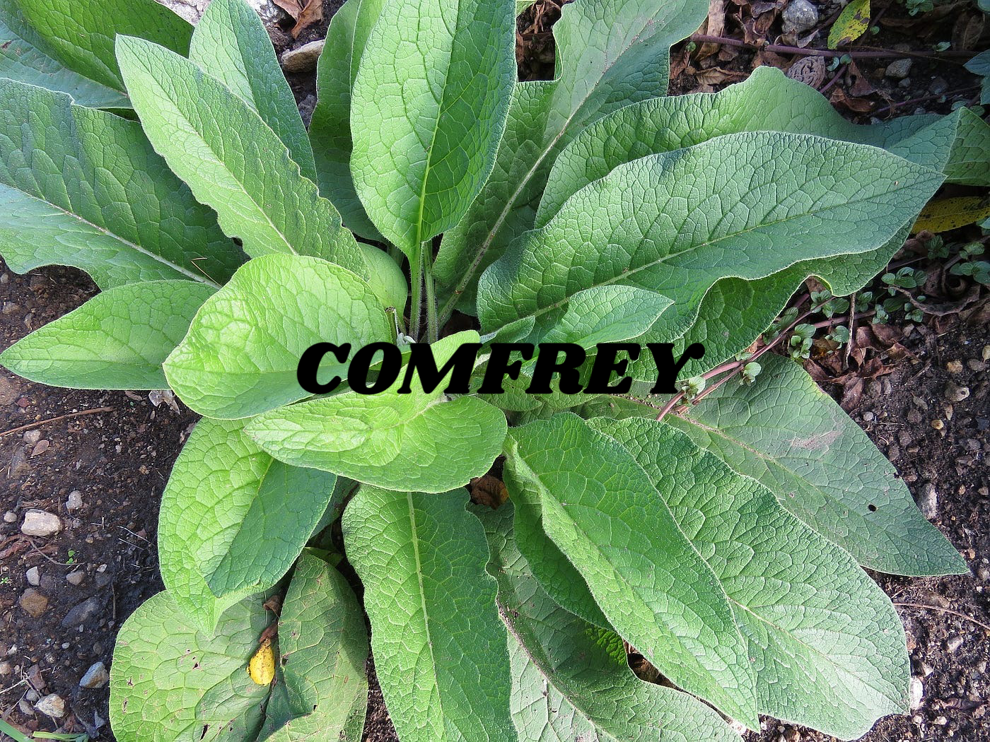 Comfrey