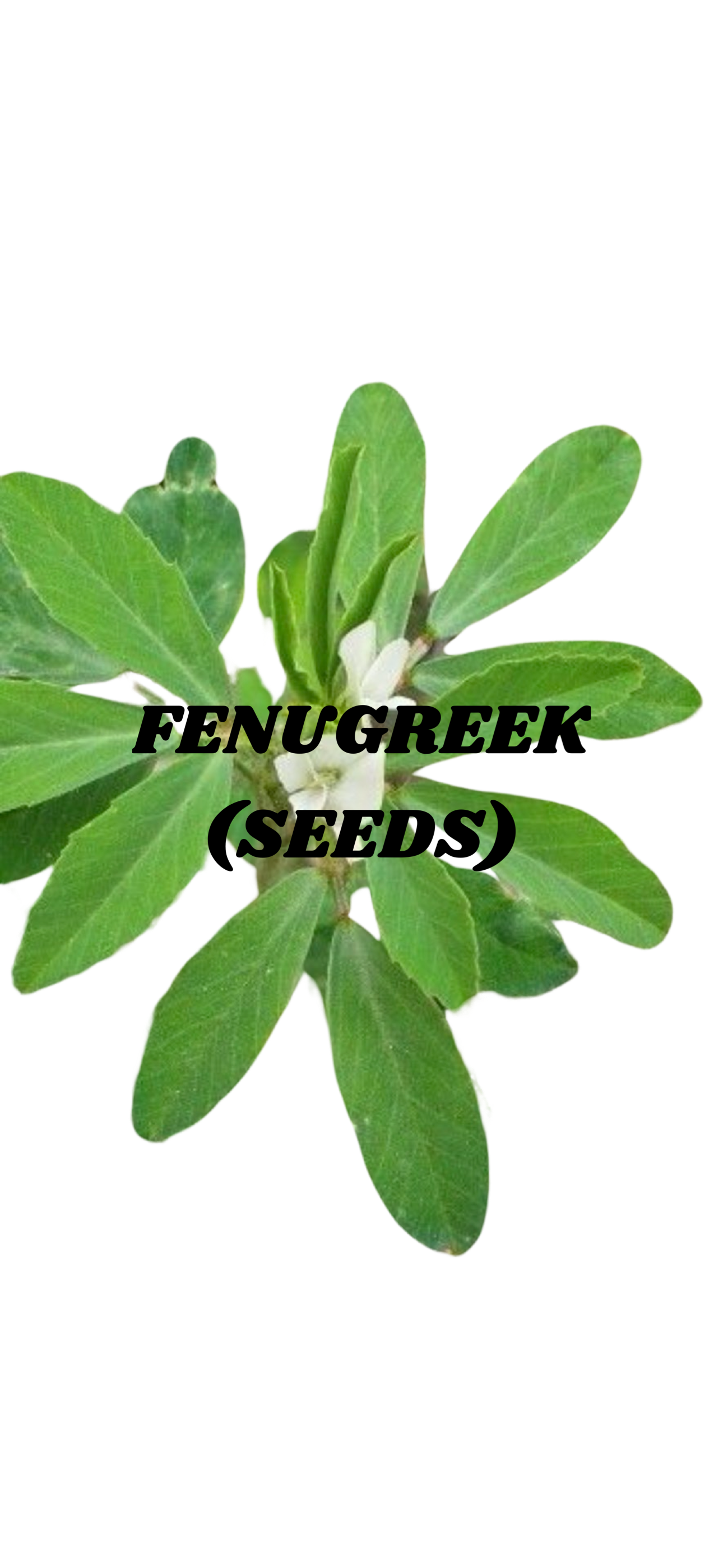 Fenugreek Seeds