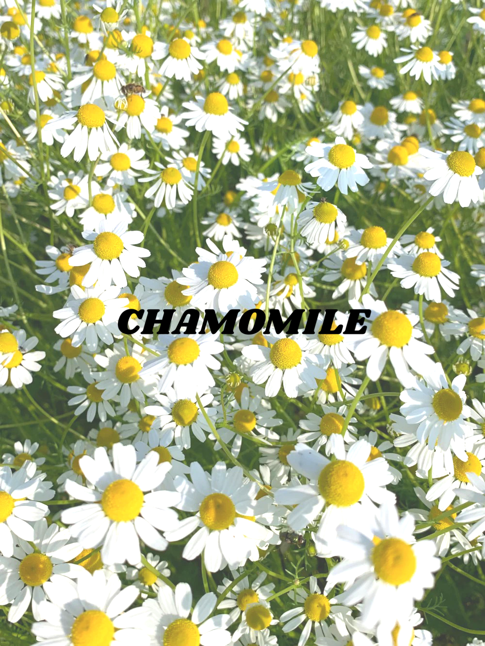 Chamomile