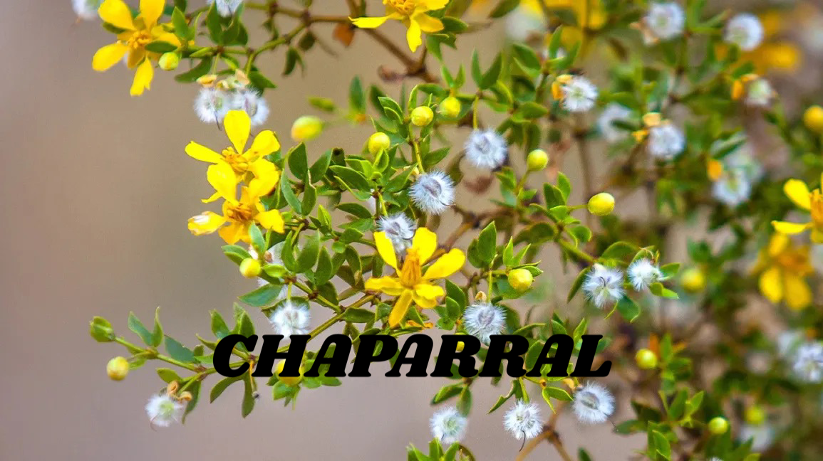 Chaparral