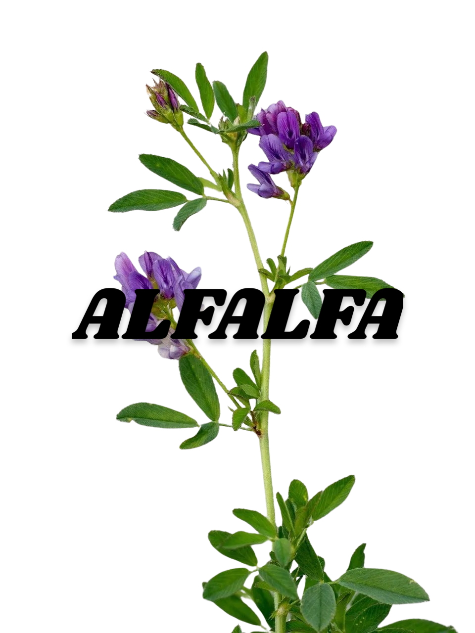 Alfalfa Leaf (Medicago Sativa)