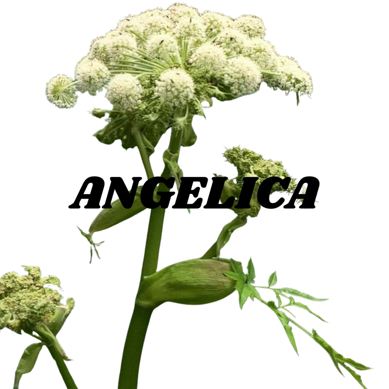 Angelica