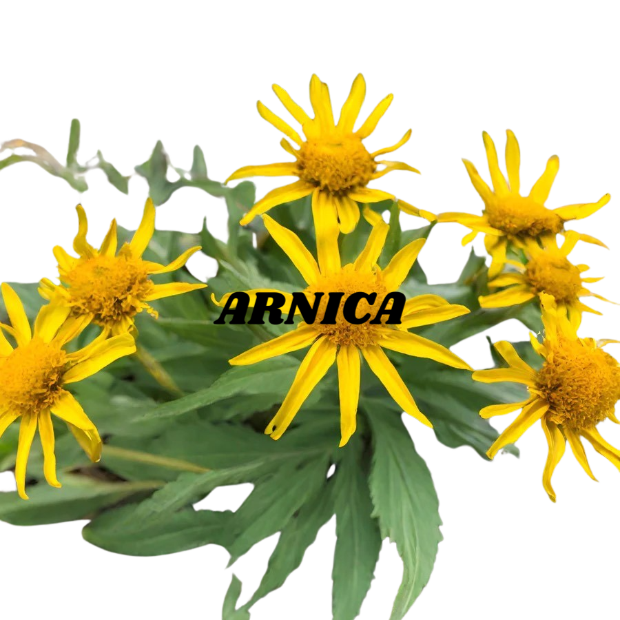 Arnica