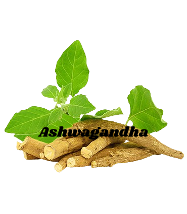 Ashwagandha Root