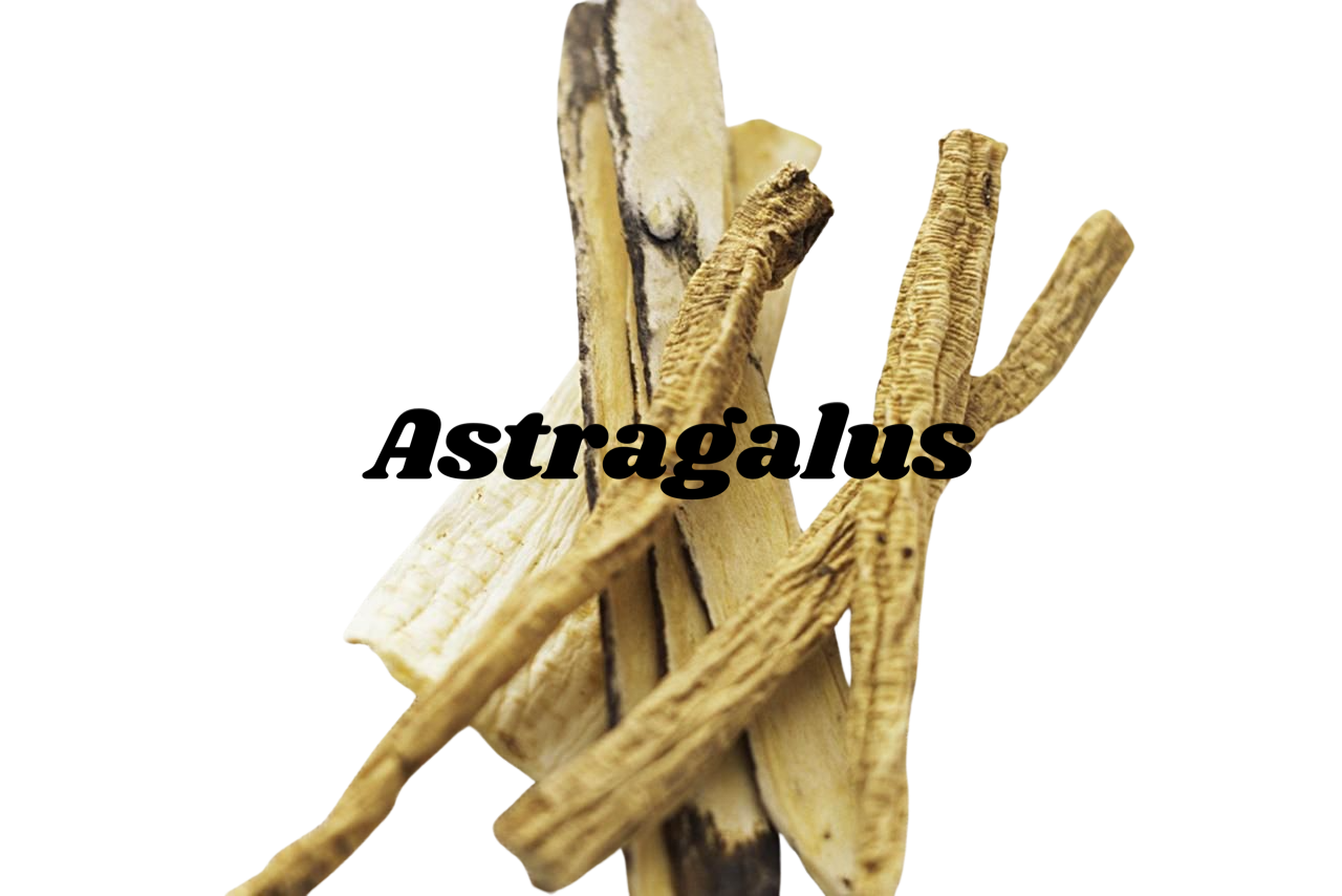 Astragalus Root