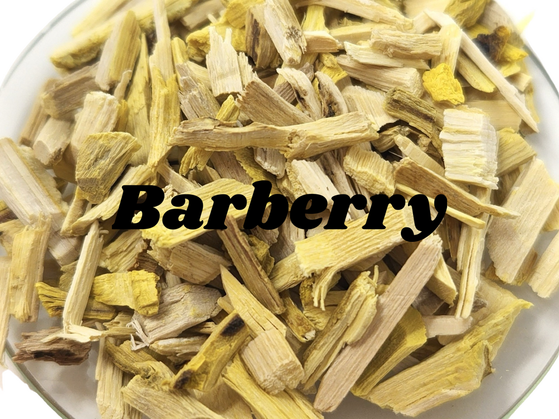 Barberry Root
