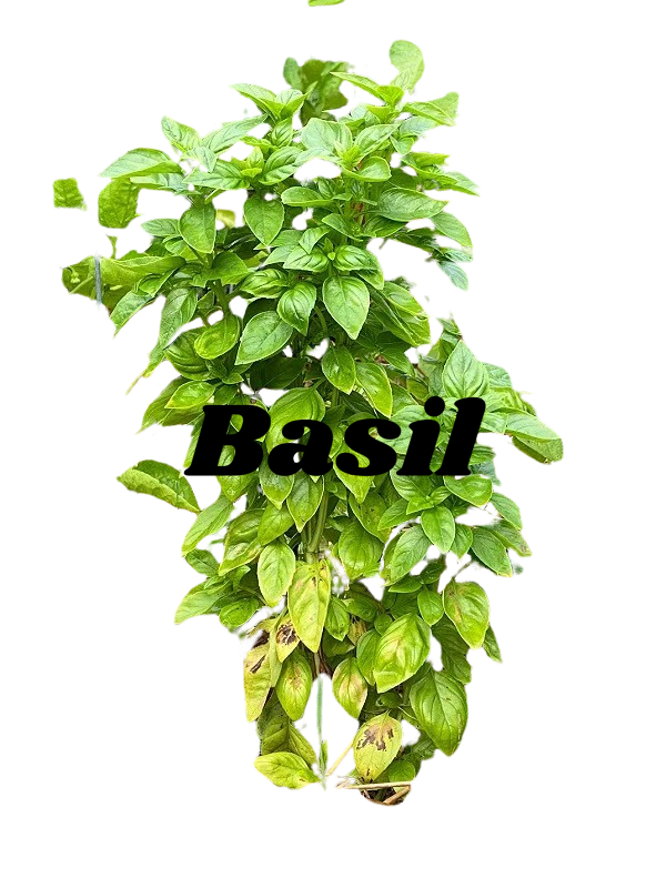 Basil