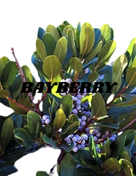 Bayberry Root