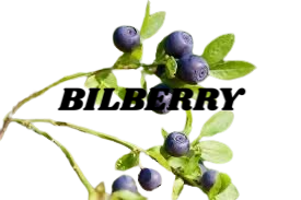 Bilberry Leaf