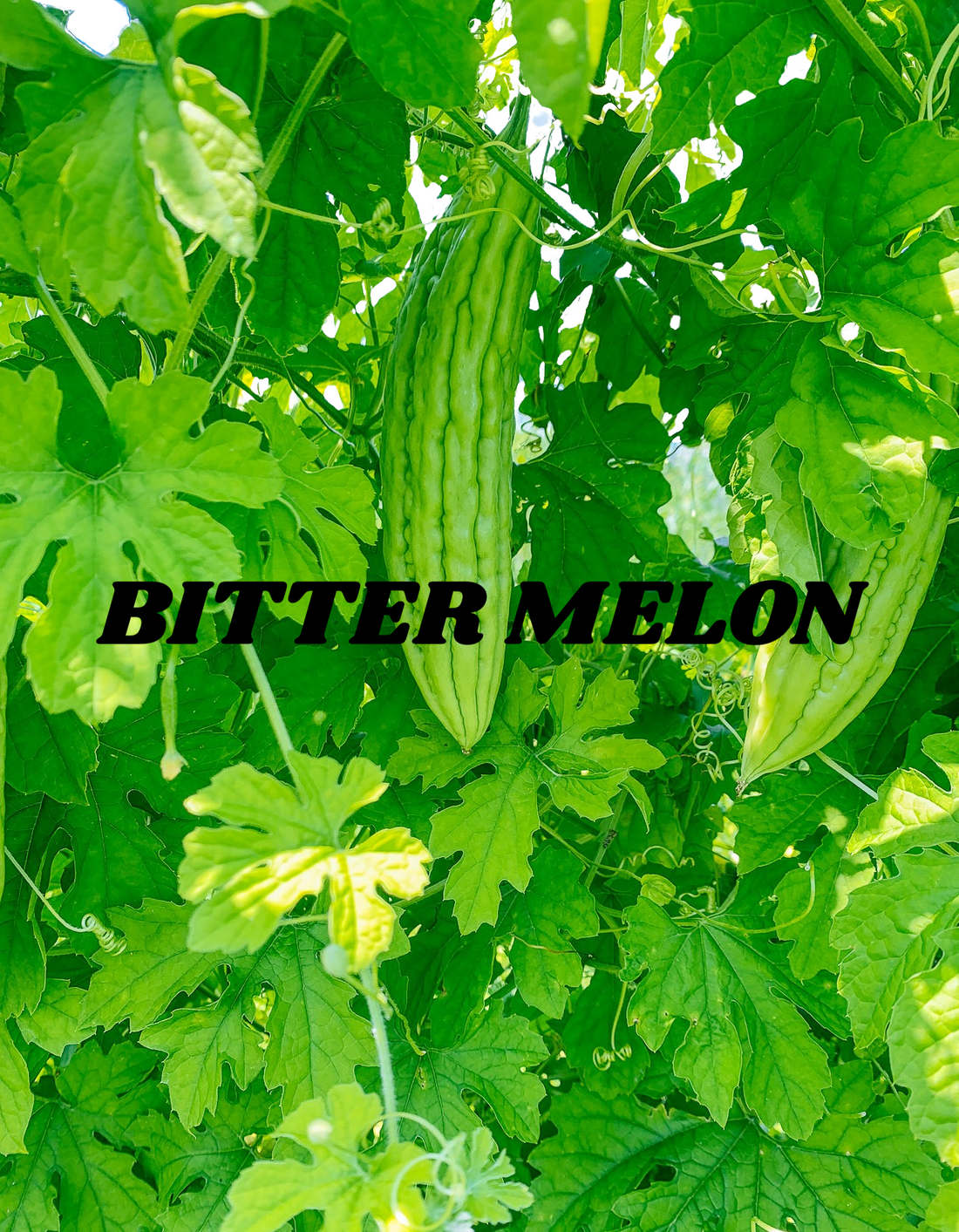 Bitter Melon