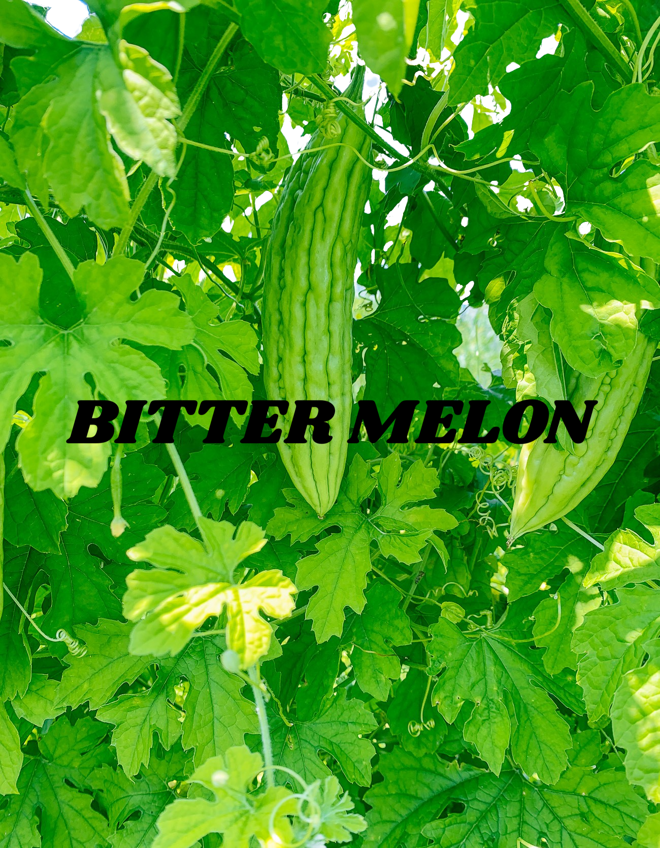 Bitter Melon