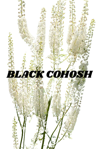 Black Cohosh