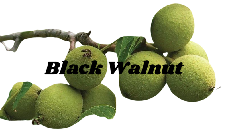 Black Walnut