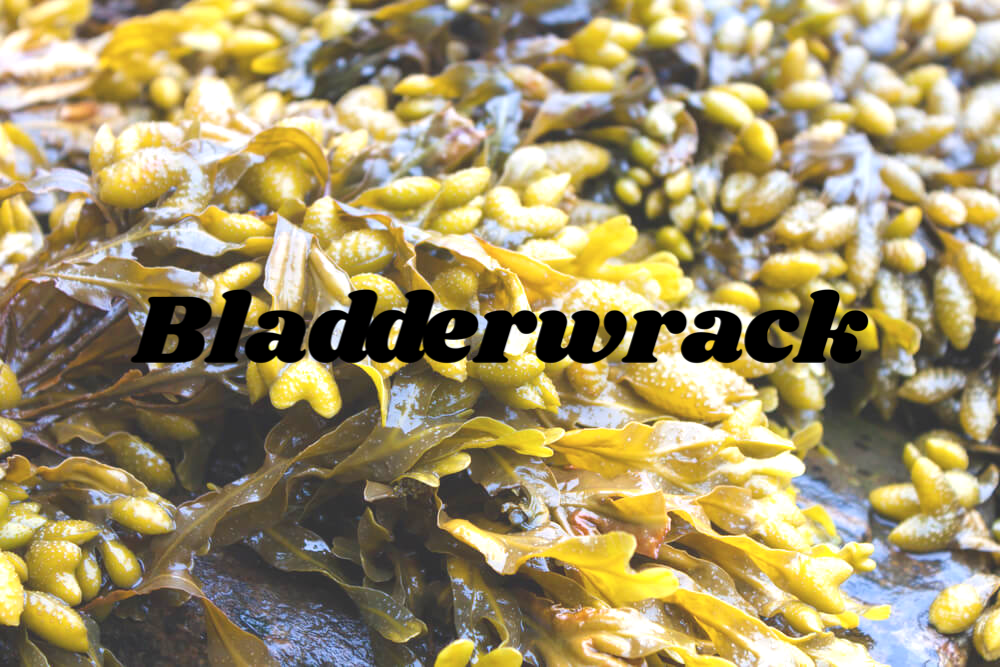Bladderwrack