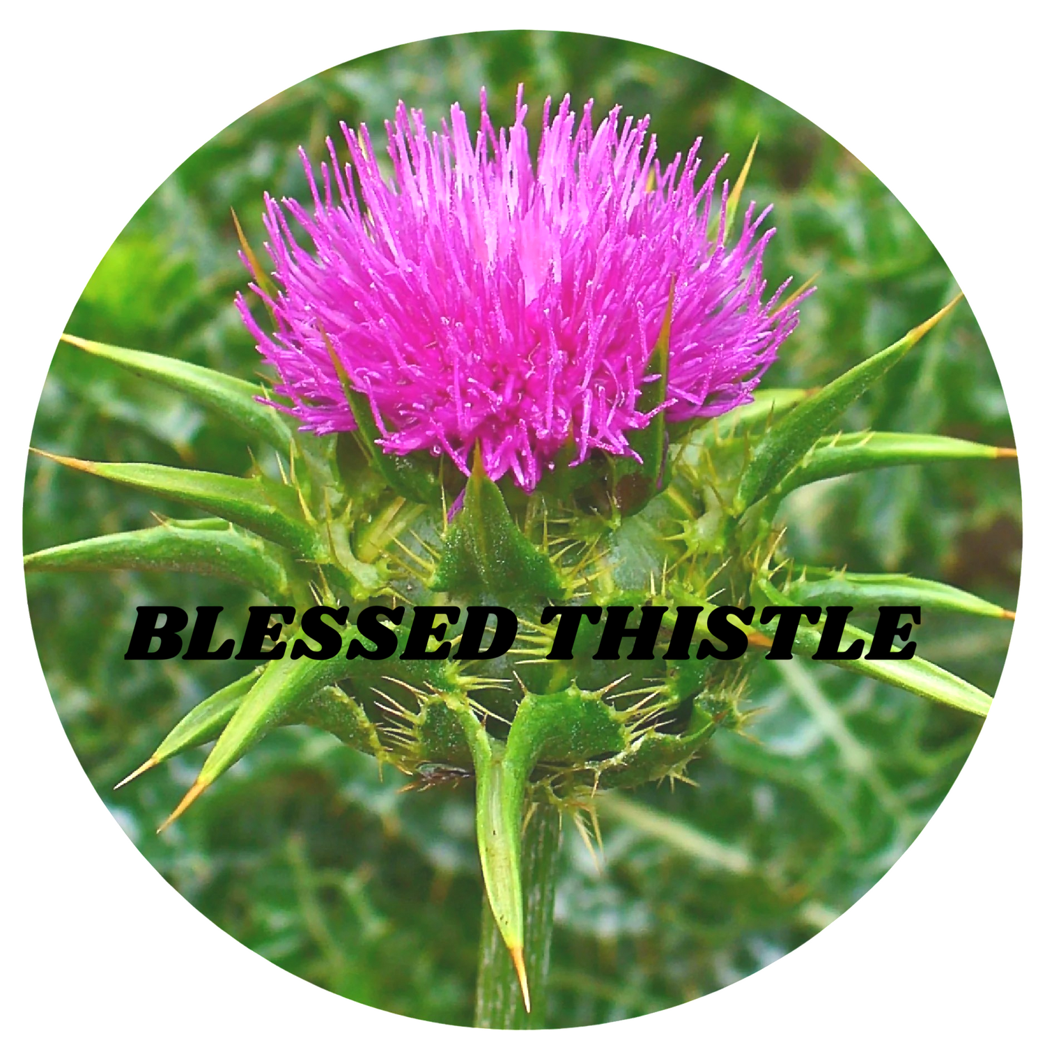 Blessed Thistle