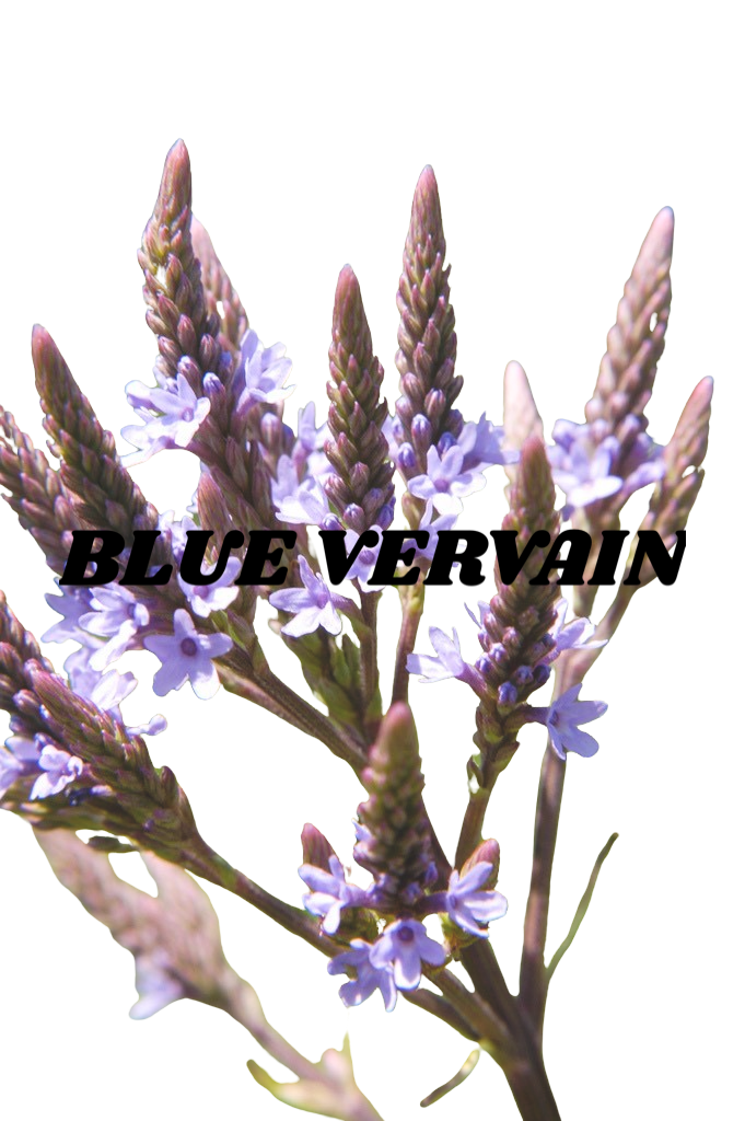 Blue Vervain