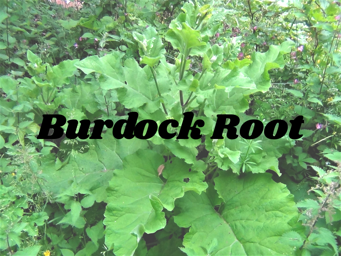 Burdock Root