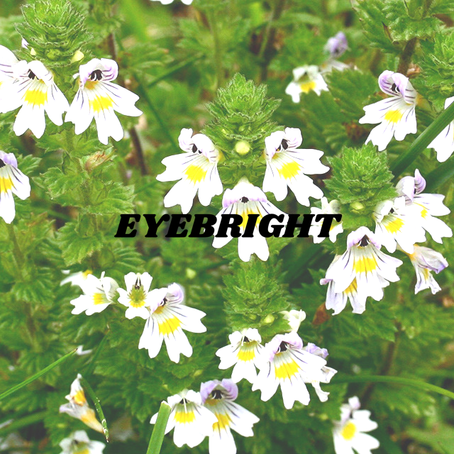 Eyebright