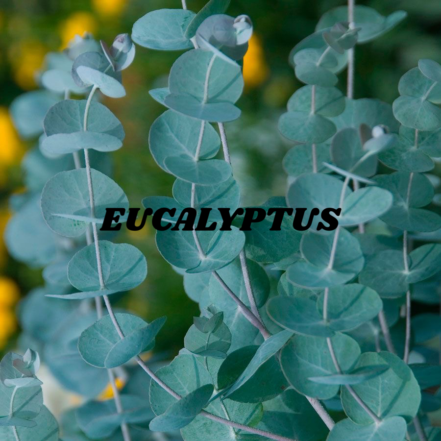 Eucalyptus