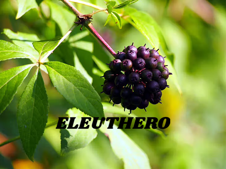 Eleuthero