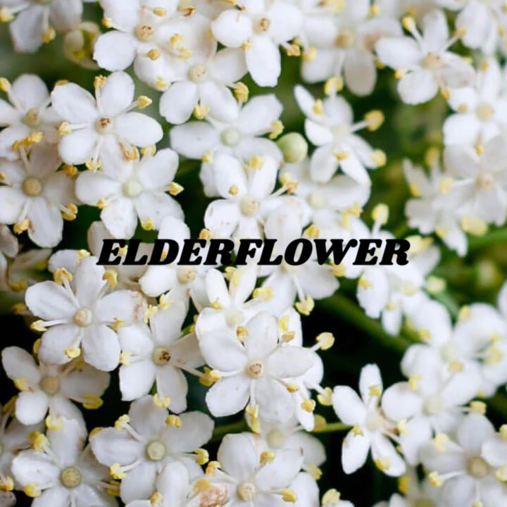 Elderflower