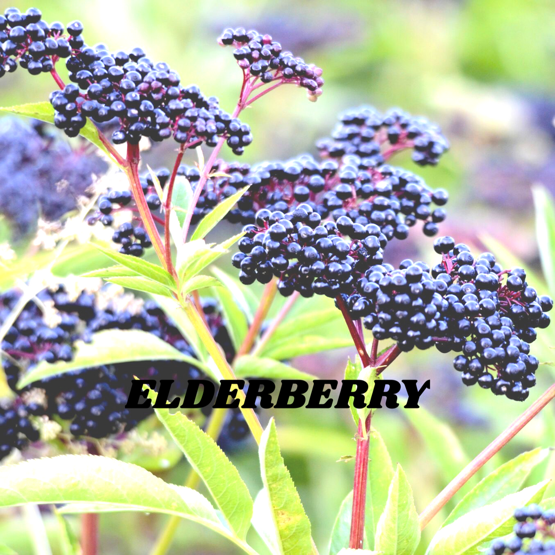 Elderberry