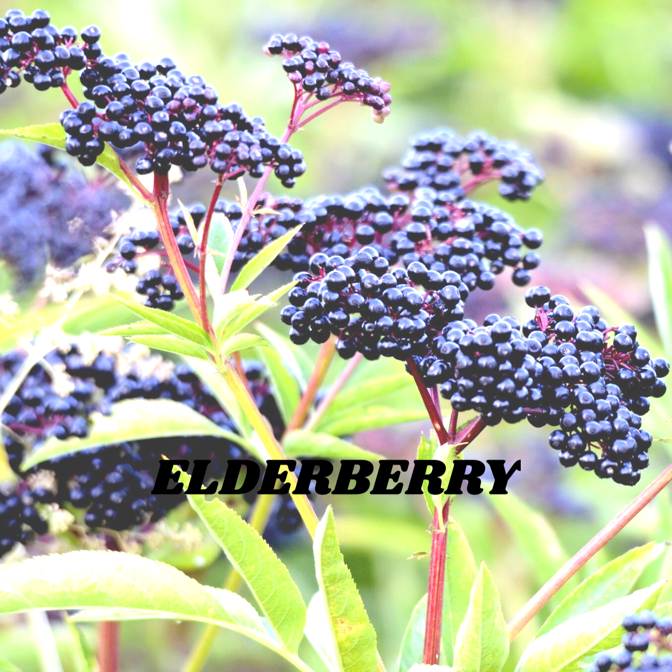 Elderberry