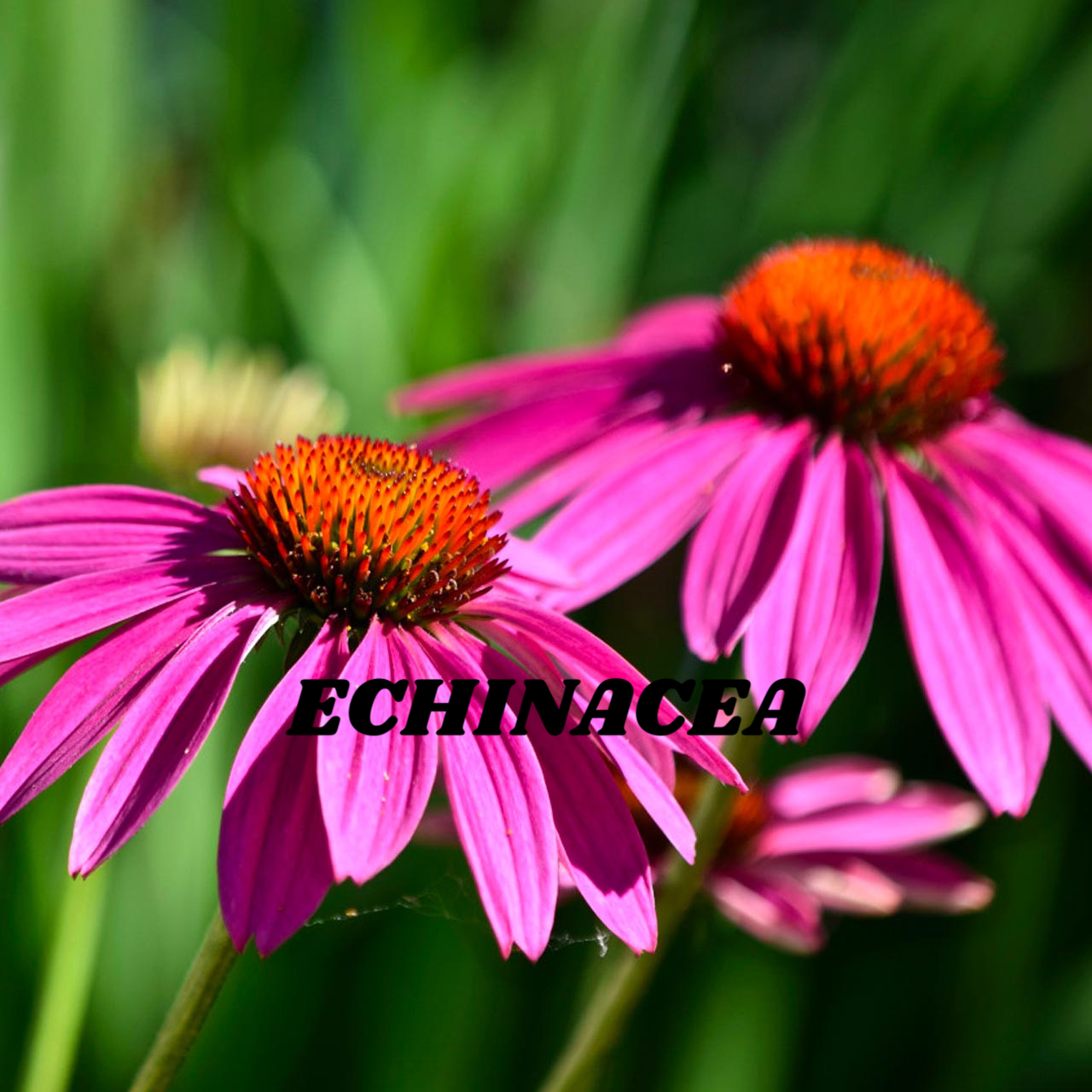 Echinacea