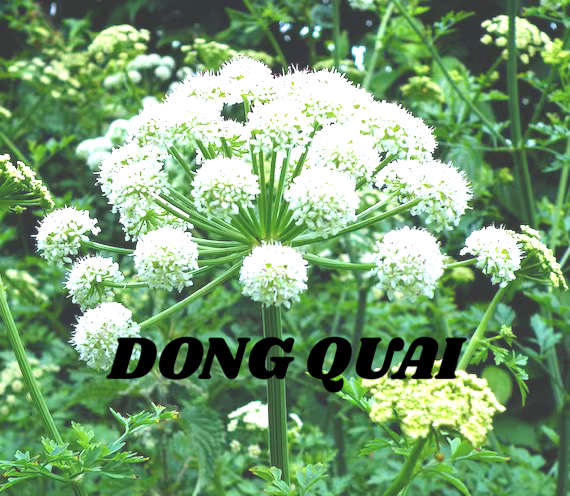 Dong Quai