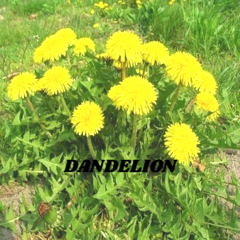 Dandelion Root