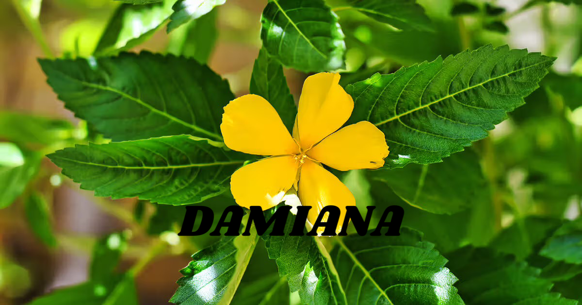 Damiana