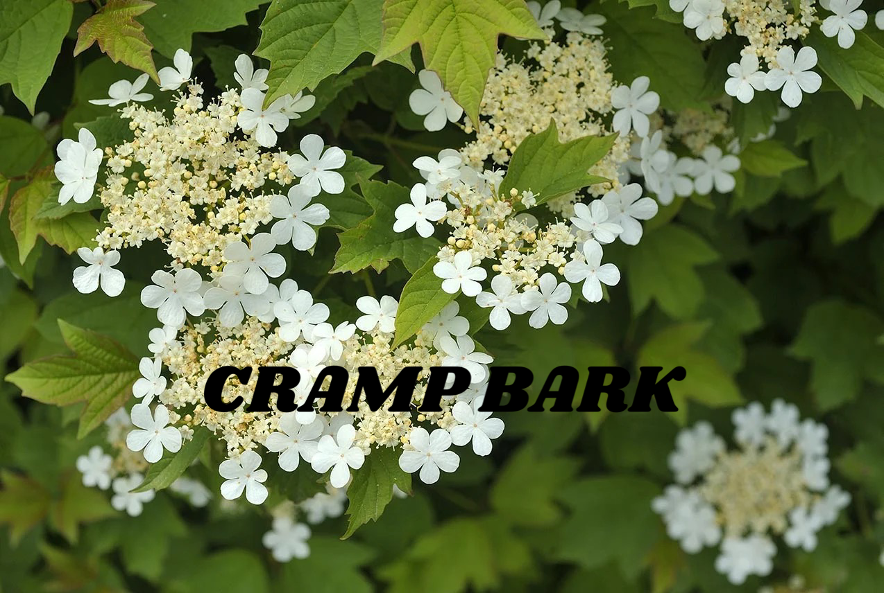 Crampbark