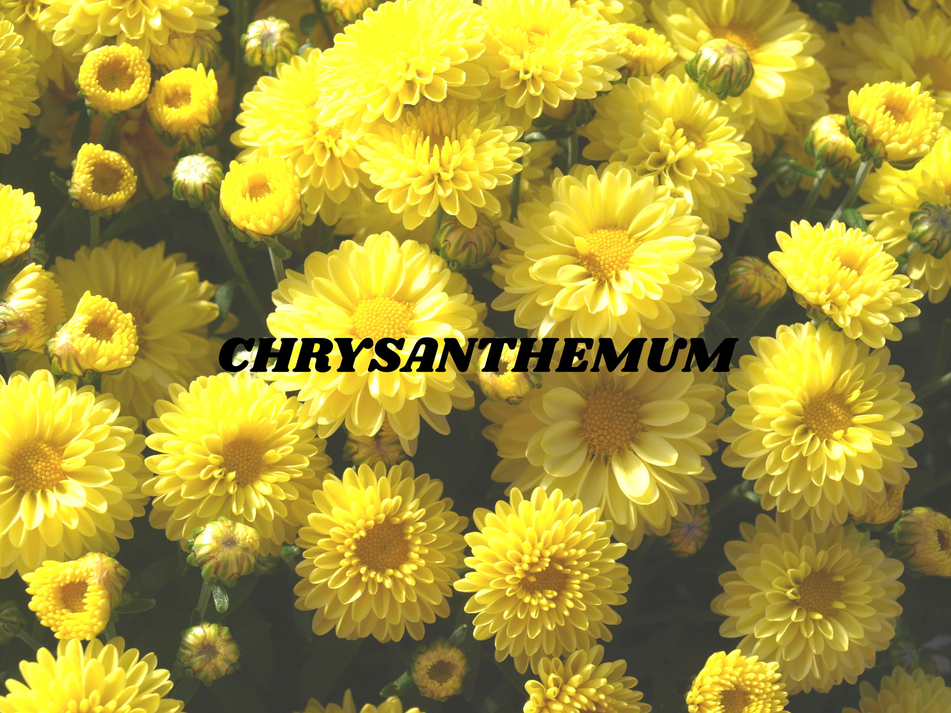 Chrysanthemum