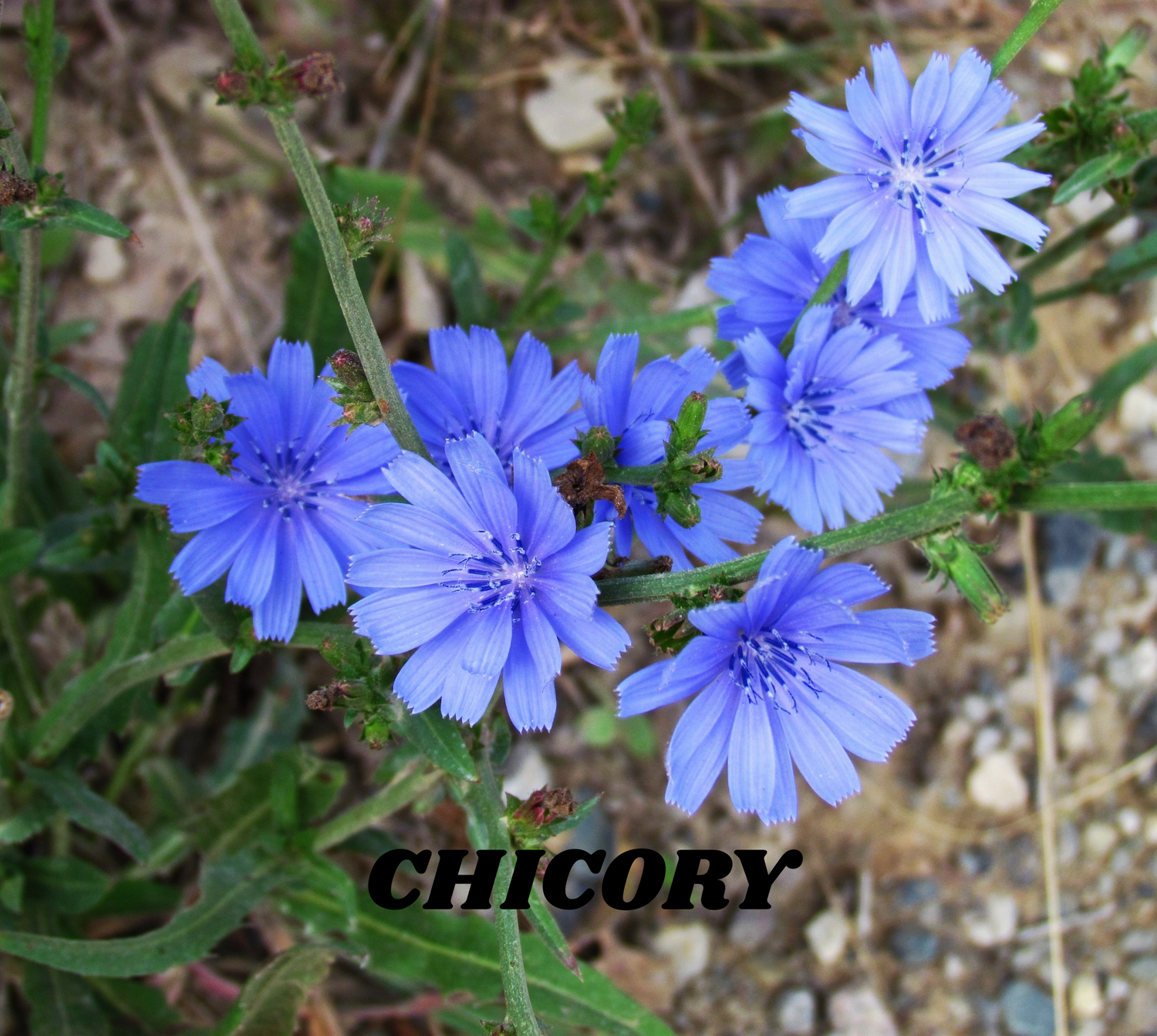 Chicory