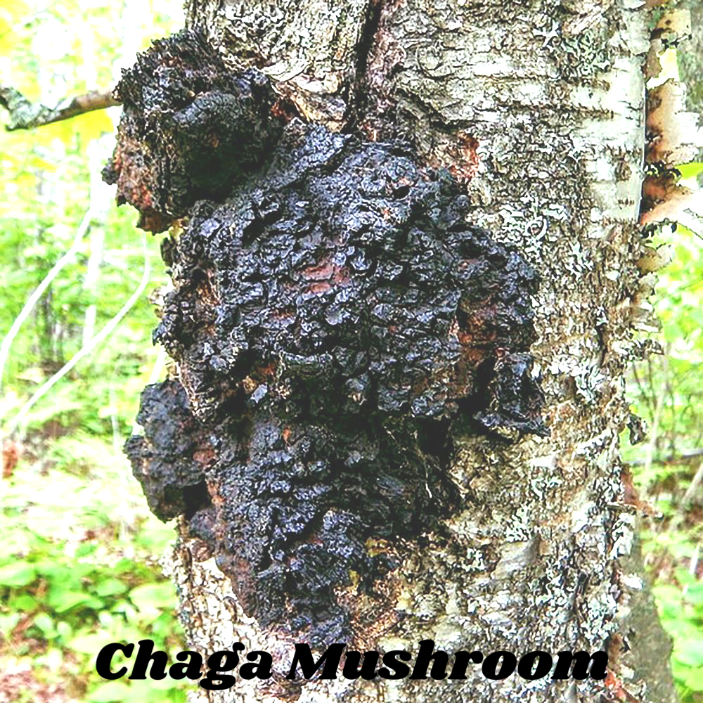 Chaga Mushroom