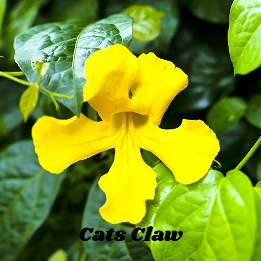 Cats Claw