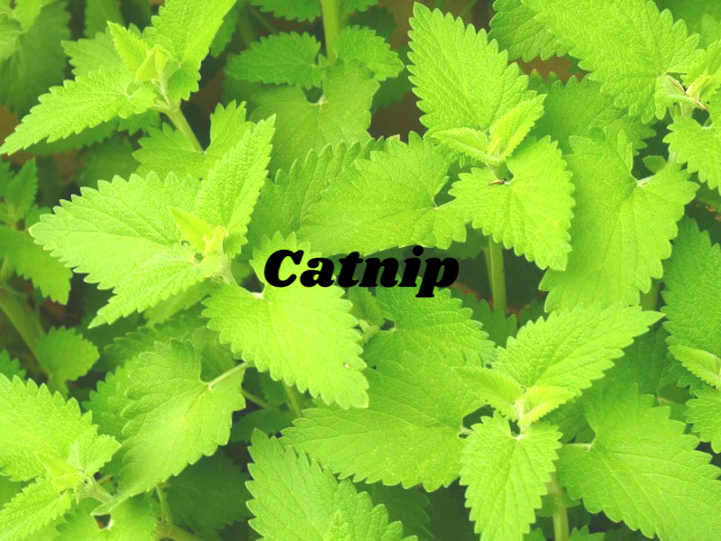 Catnip