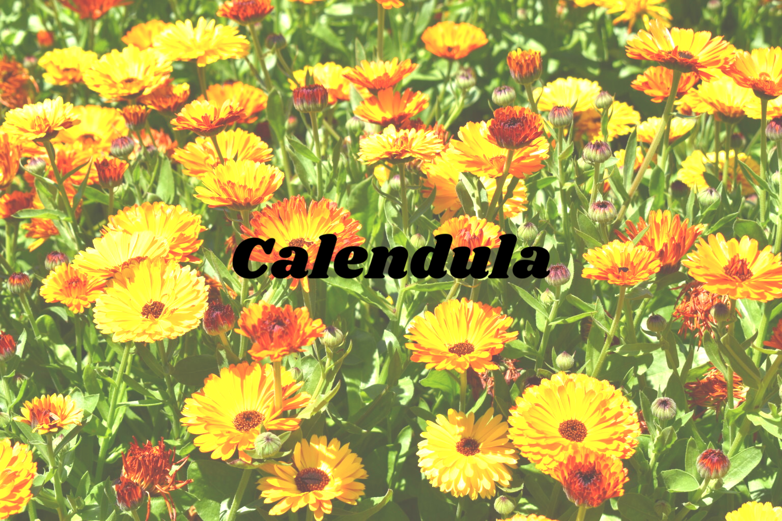 Calendula