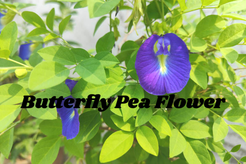 Butterfly Pea Flower