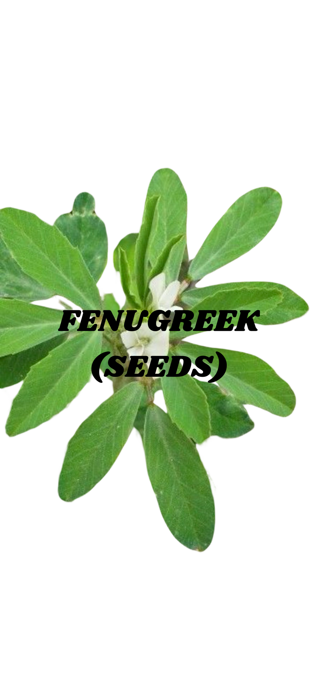 Fenugreek Seeds
